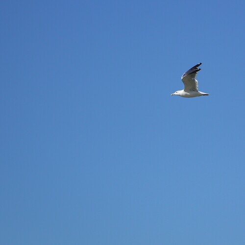 Photo #13827437