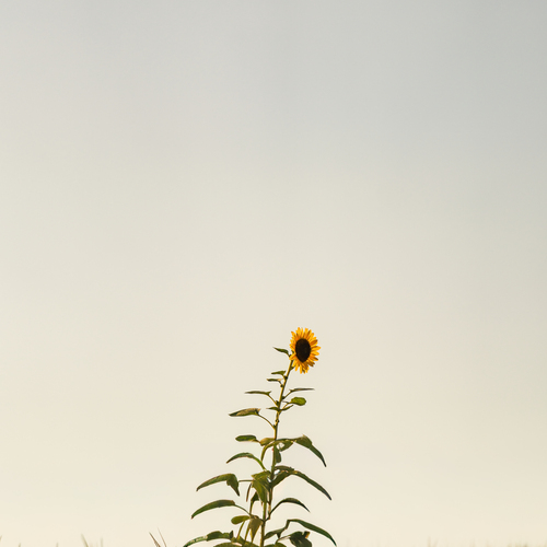 Photo #13828355