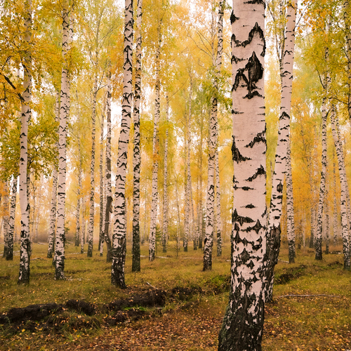 Рыжая осень