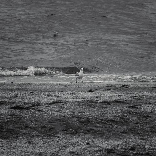 Photo #13828426