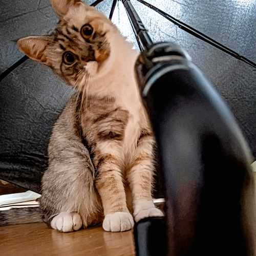 Photo #13829448
