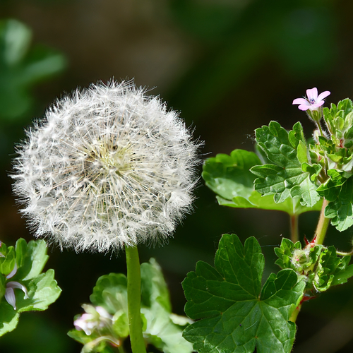 Dandelion Flower
