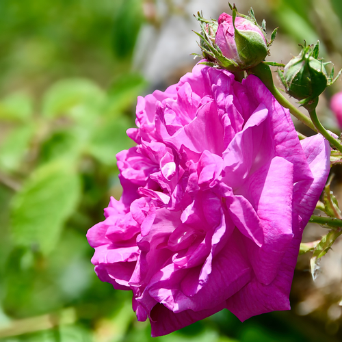 Heirloom Rose Bush