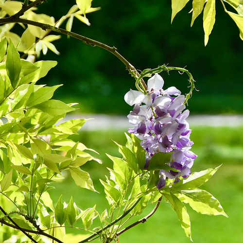 Wild Wisteria
