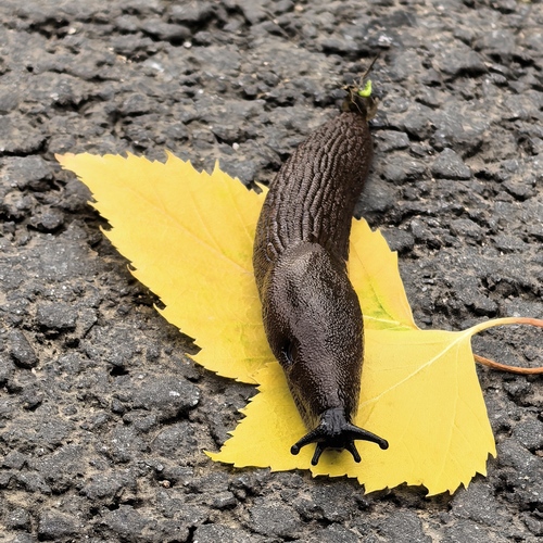 Photo #13829934