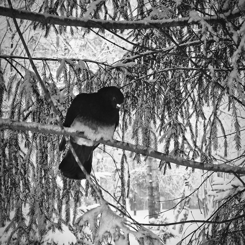 Photo #13830276