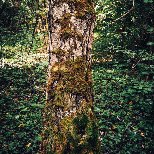 Photo #13830320