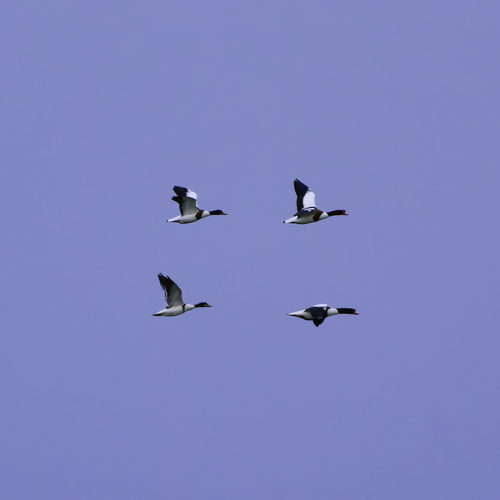 Photo #13830413