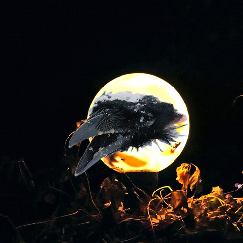 Photo #13830542