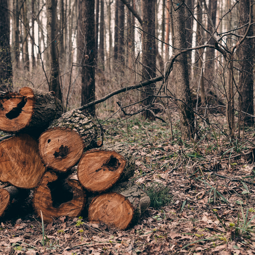 Photo #13830608