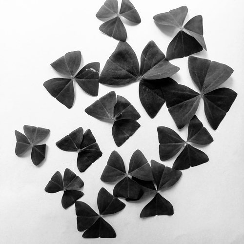 Photo #13830673