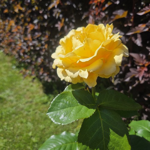 Photo #13831066