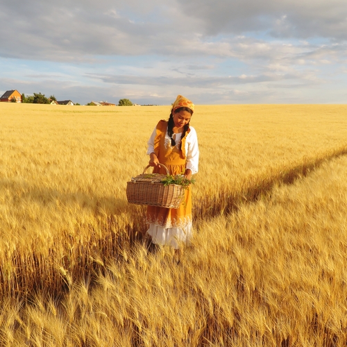 Woman in Yellow Dress Harvesting Wheat in Czech Village