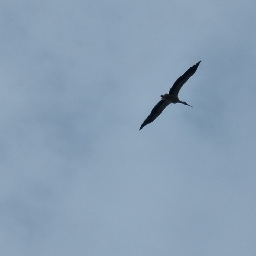 Photo #13831777