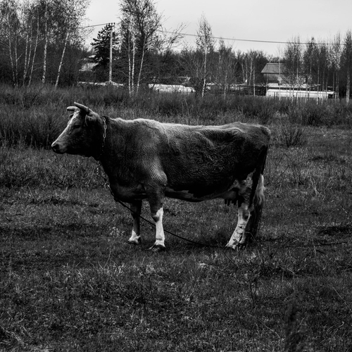 Photo #13832399