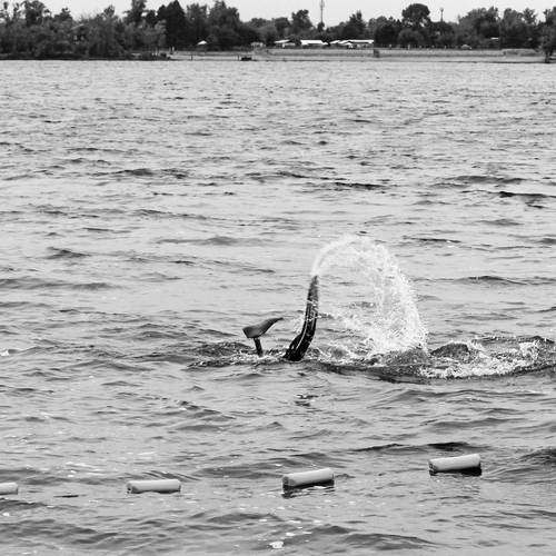 Photo #13832917