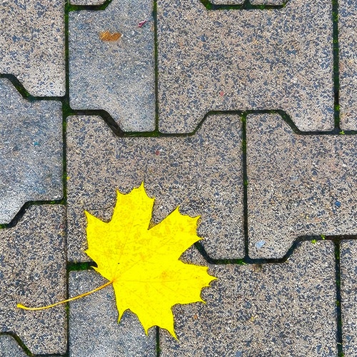 Solitary Yellow Leaf
