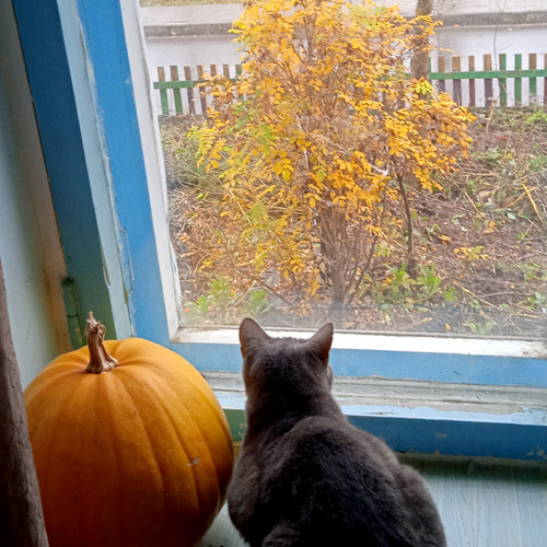 Photo #13833562
