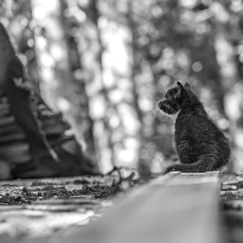 The Lonely One...
