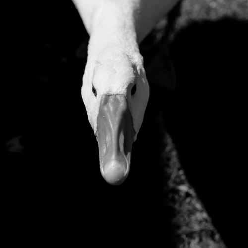 Photo #13833908