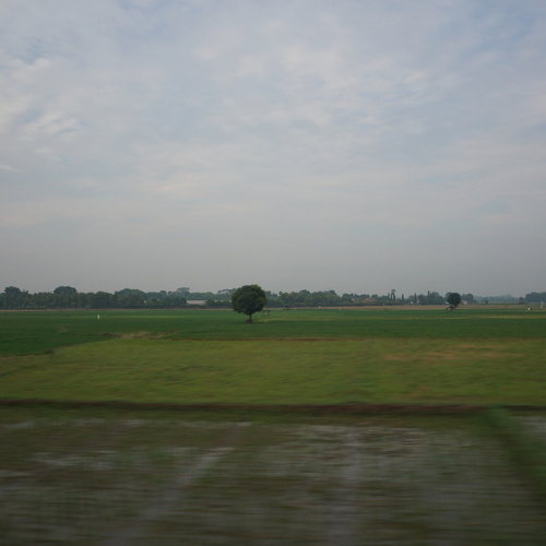 A tree in the middle of a rice field