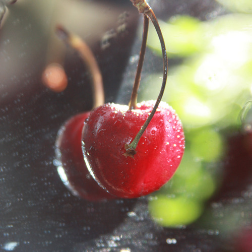 Photo #13834483