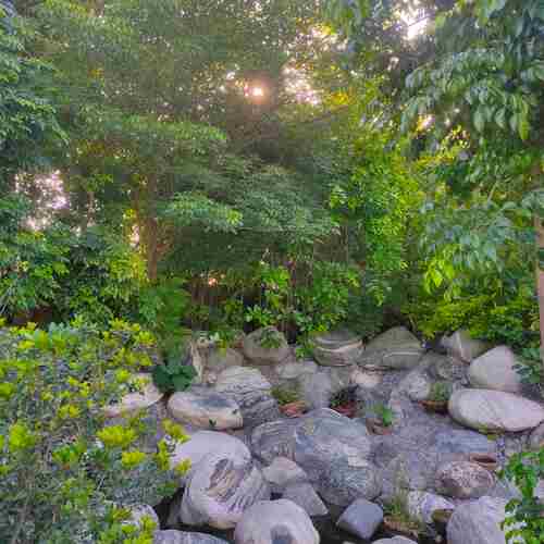 Green Garden With Stones