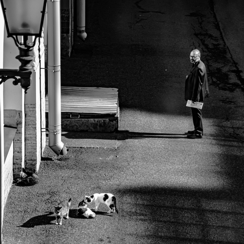 Котики Эрмитажа.