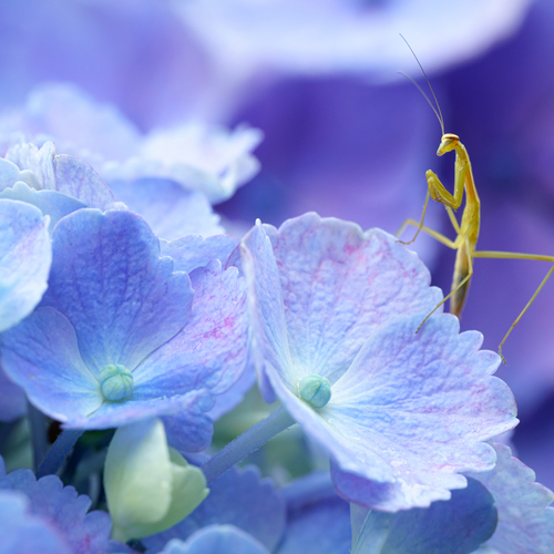 House of Flowers