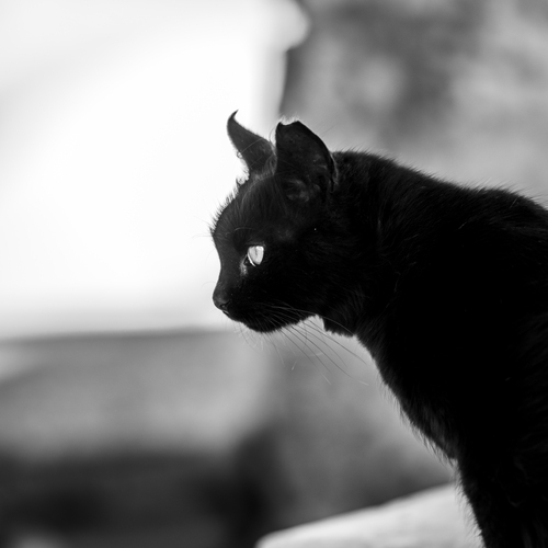 Photo #13835837