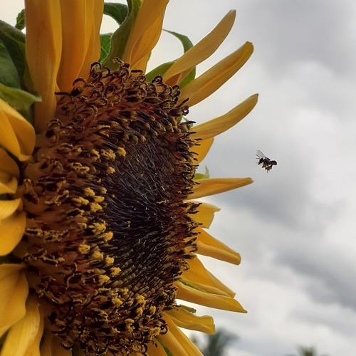 A Promise in Flight