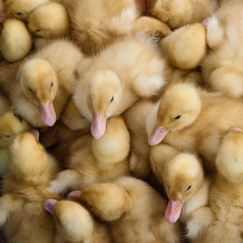 Photo #13835912