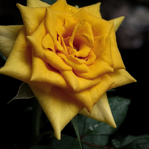 Golden Yellow Rose in Bloom