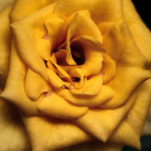 Heart of a Yellow Rose