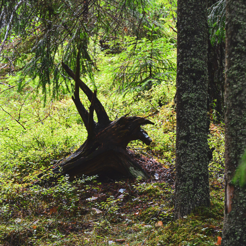 Photo #13837477