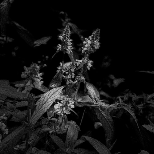 Фотография #13837498