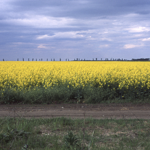 Canola field in the countryside