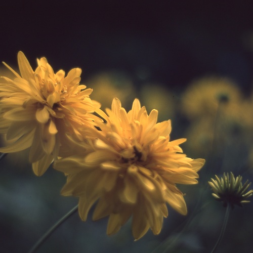 Yellow pair... and their offspring