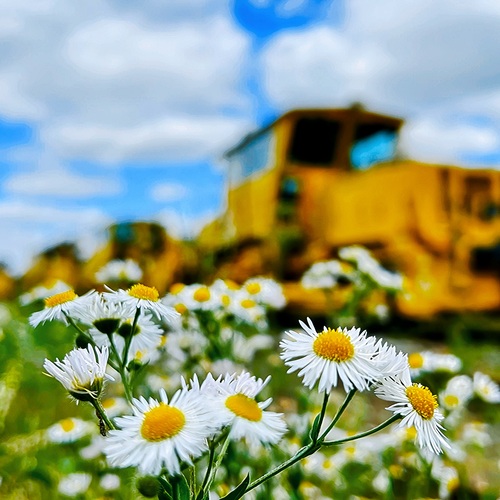 Industrial Yellow in Wildflowers