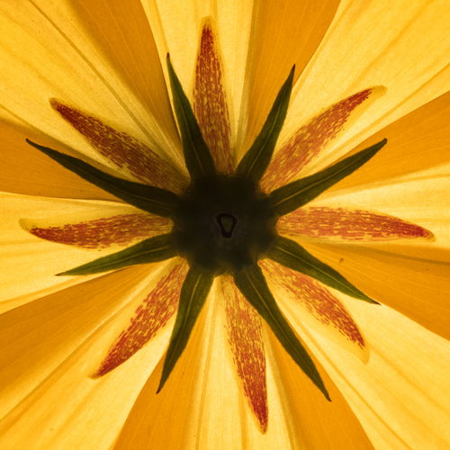 Tropical garden flower