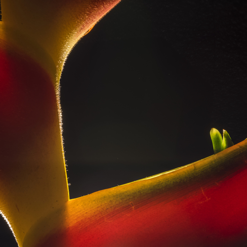 Heliconia