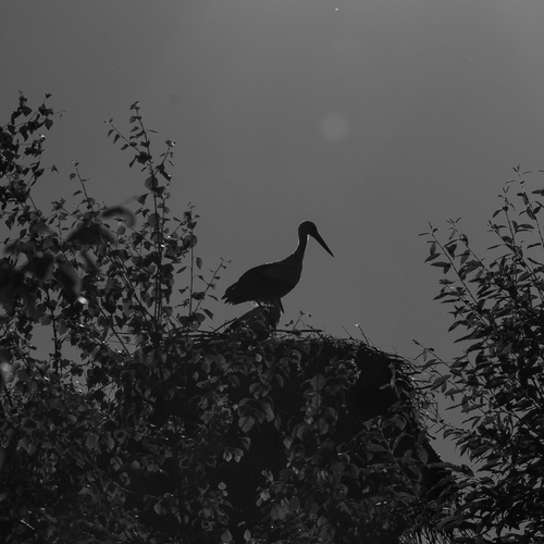 Photo #13839547