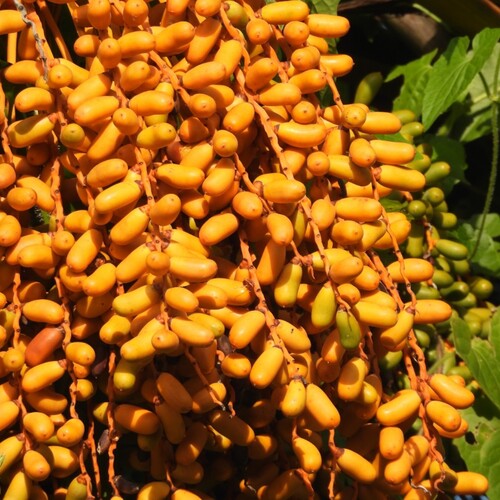 Phoenix dactylifera