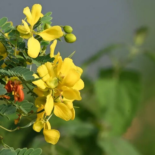 Avaram Senna or Tangedu.
