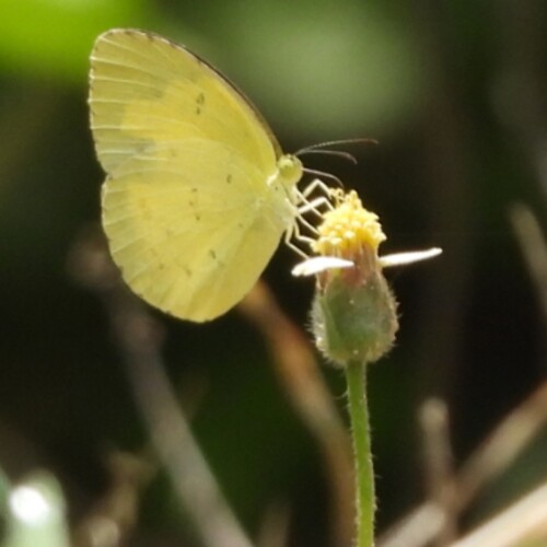 Eurema genus