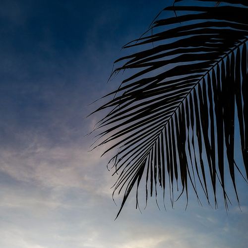 Senja di Ujung Daun