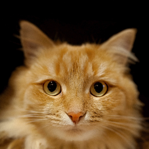 Photo #13841575
