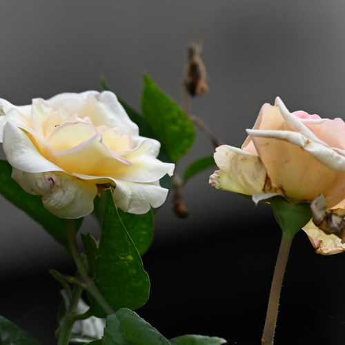 French Lace Rose.