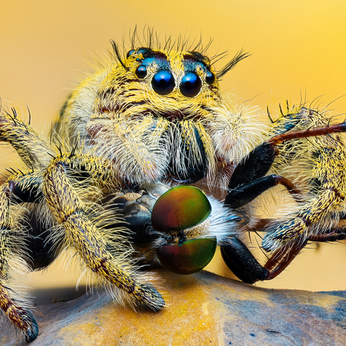Hyllus