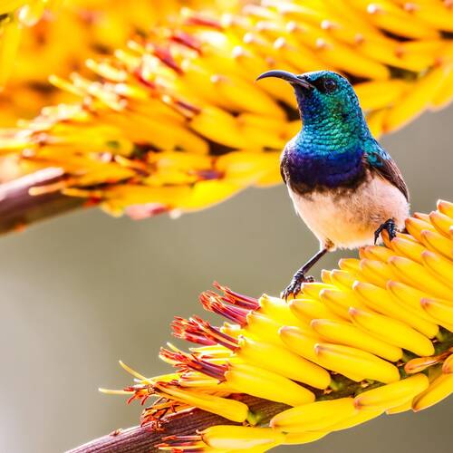 Pollinators Paradise